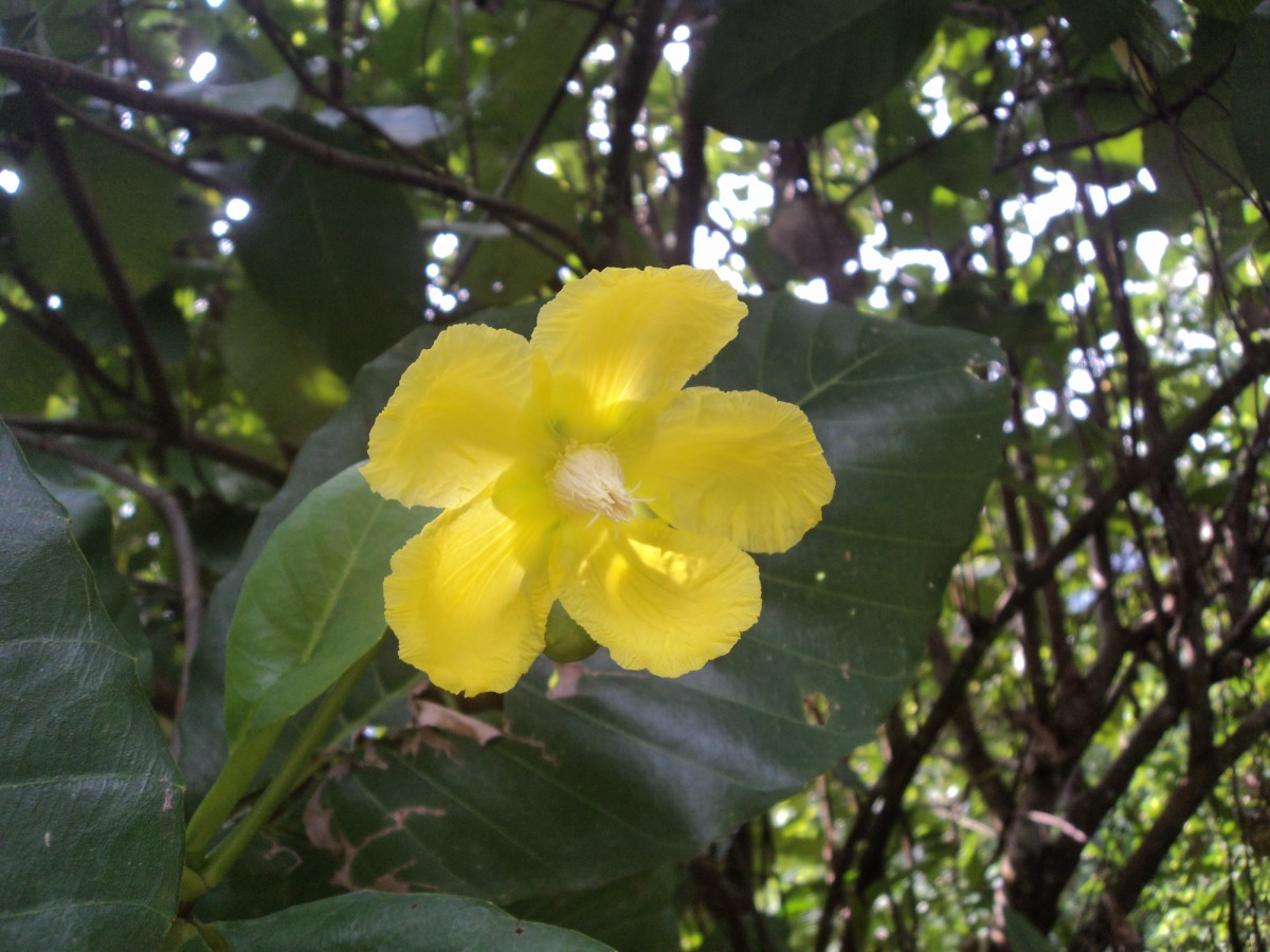 Dillenia suffruticosa (Griff.) Martelli